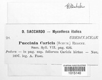 Puccinia caricis image
